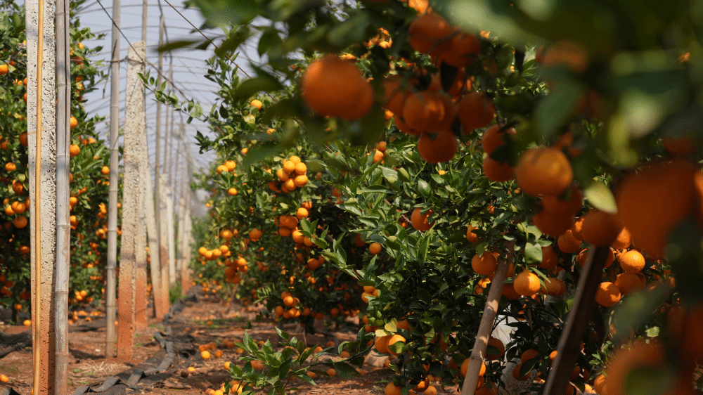 416352ACDDA018F354886386898_FD401292_570F2